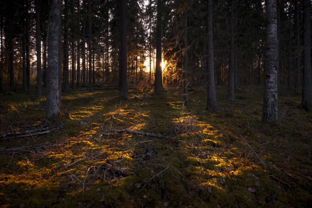 rays-sun-illuminating-dark-forest-with-tall-trees (1)