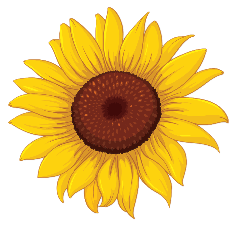 SunFlower_NOBKG
